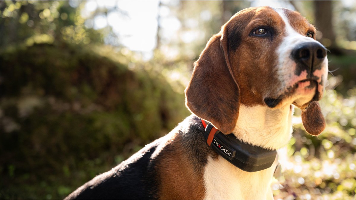 Tracker Luna device on dog